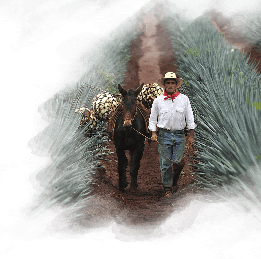 ¿Quiénes somos en Agave es México?