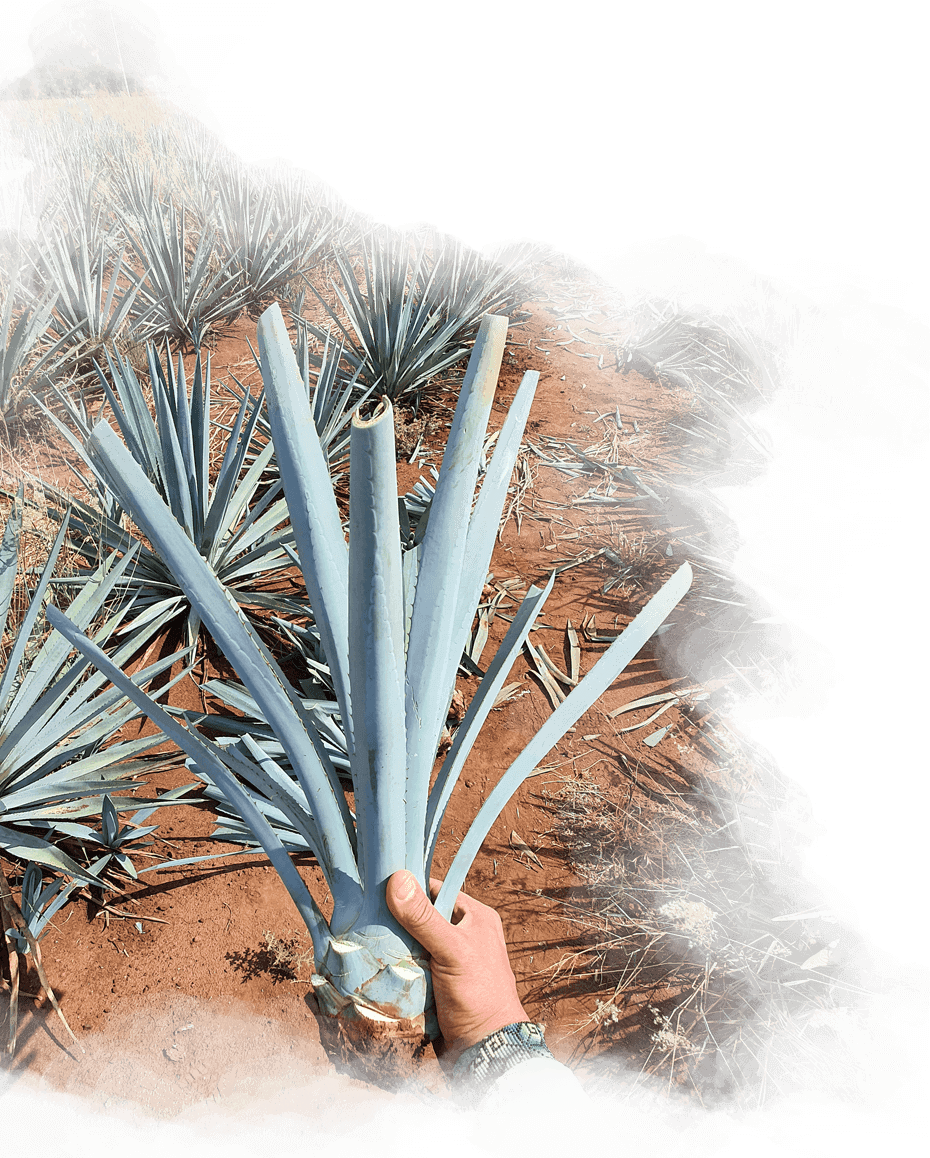 ¿Quiénes somos en Agave es México?