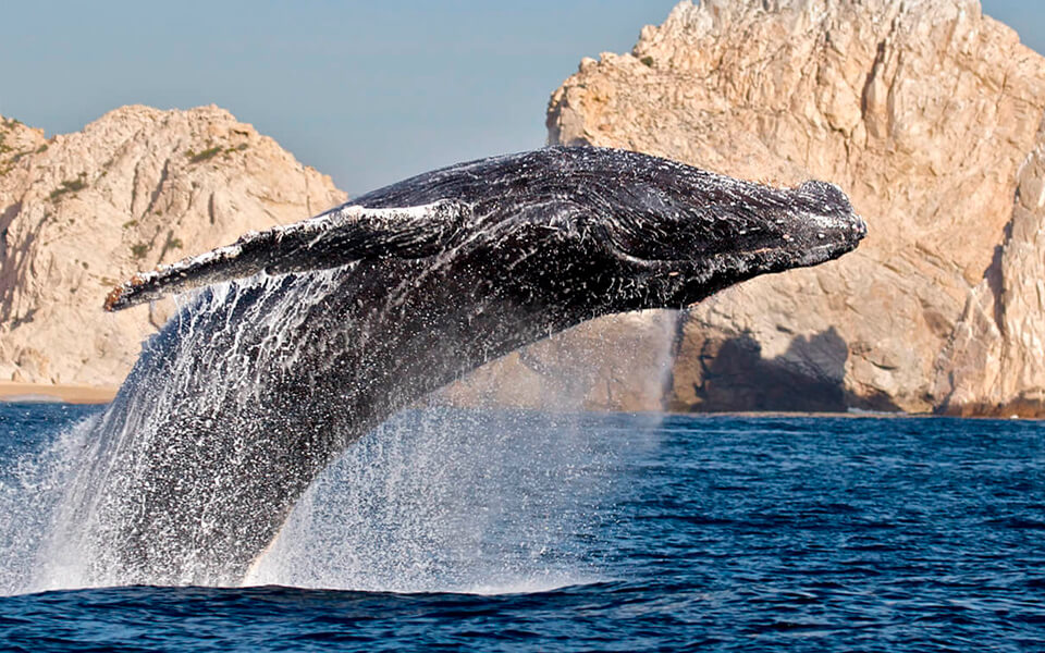 Convención CONTPAQi